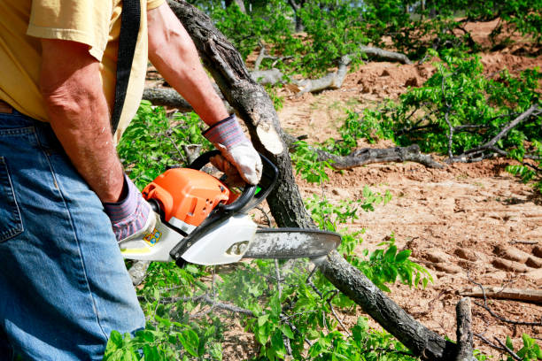 The Steps Involved in Our Tree Care Process in Princeville, IL